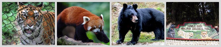 Padmaja Naidu Himalayan Zoological Park, Places to visit in Darjeeling |  West Bengal Tourism